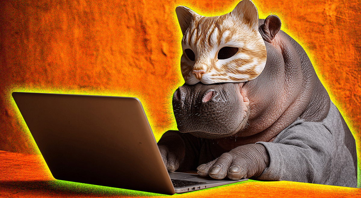 grey hippo, grey laptop, prange textured wall, ginger and white cat face mask
