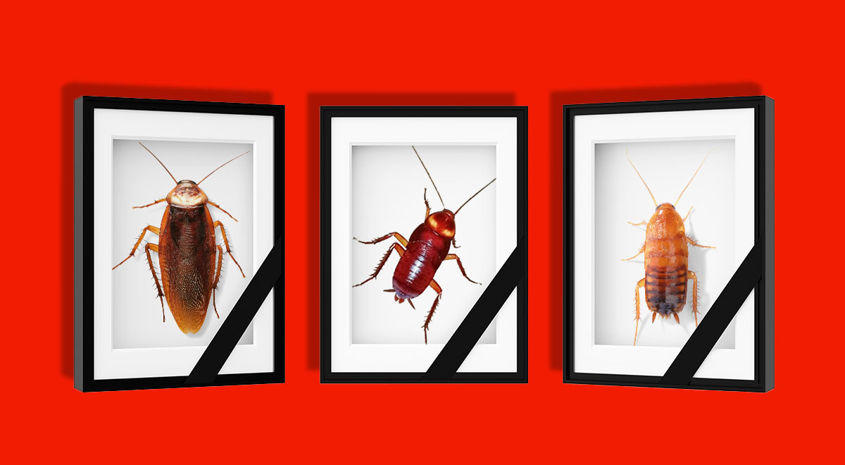 Photos of bugs that are deceased.