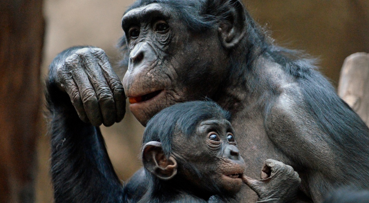 bonobo_ape_baby