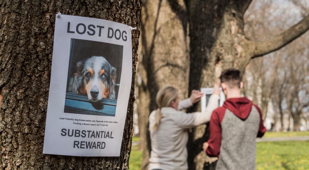 missing pet flyer on tree