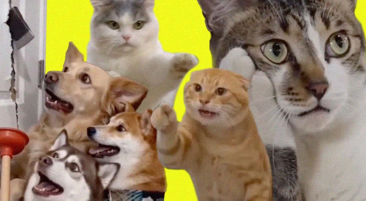 Cats and dogs acting as humans in Chinese AI-generated microdramas