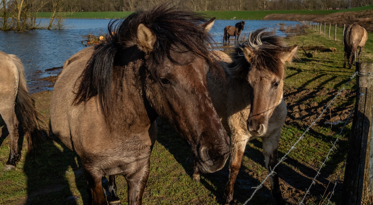 two dark brown horses, green grass, blue water flood in the back,