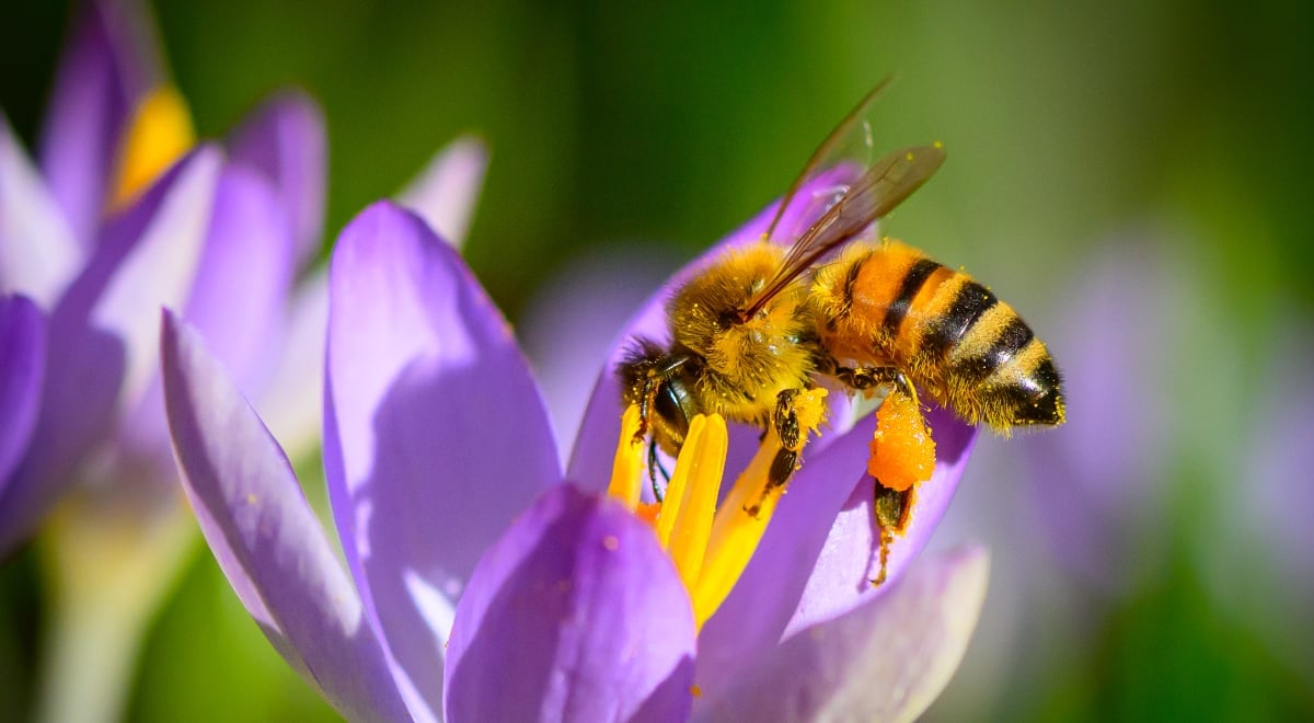 Honeybee on a flower