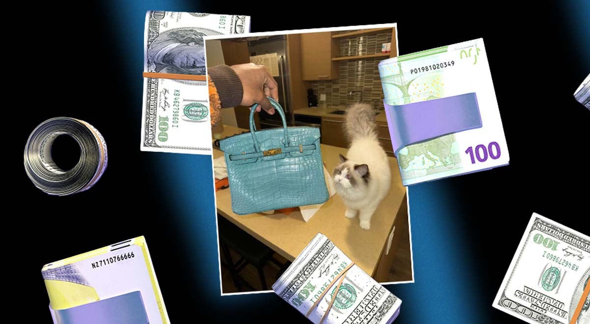 money cat arrest