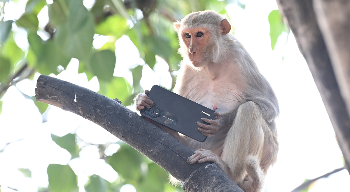 phone snatching monkey