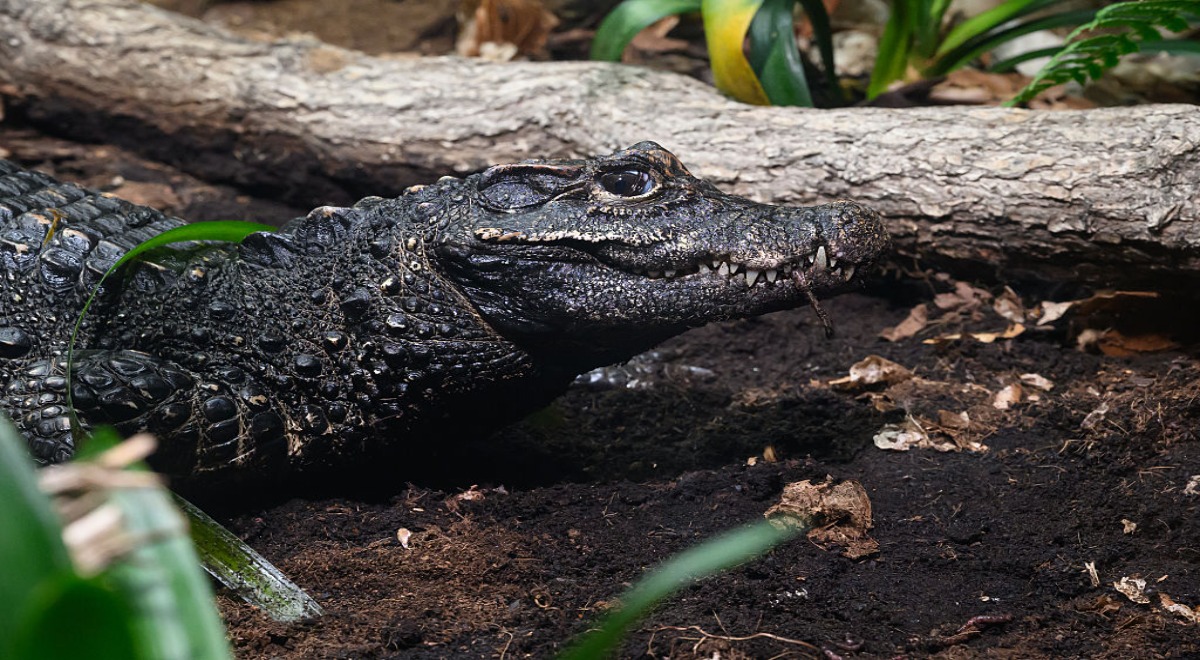 Crocodile Leon Neal Getty a