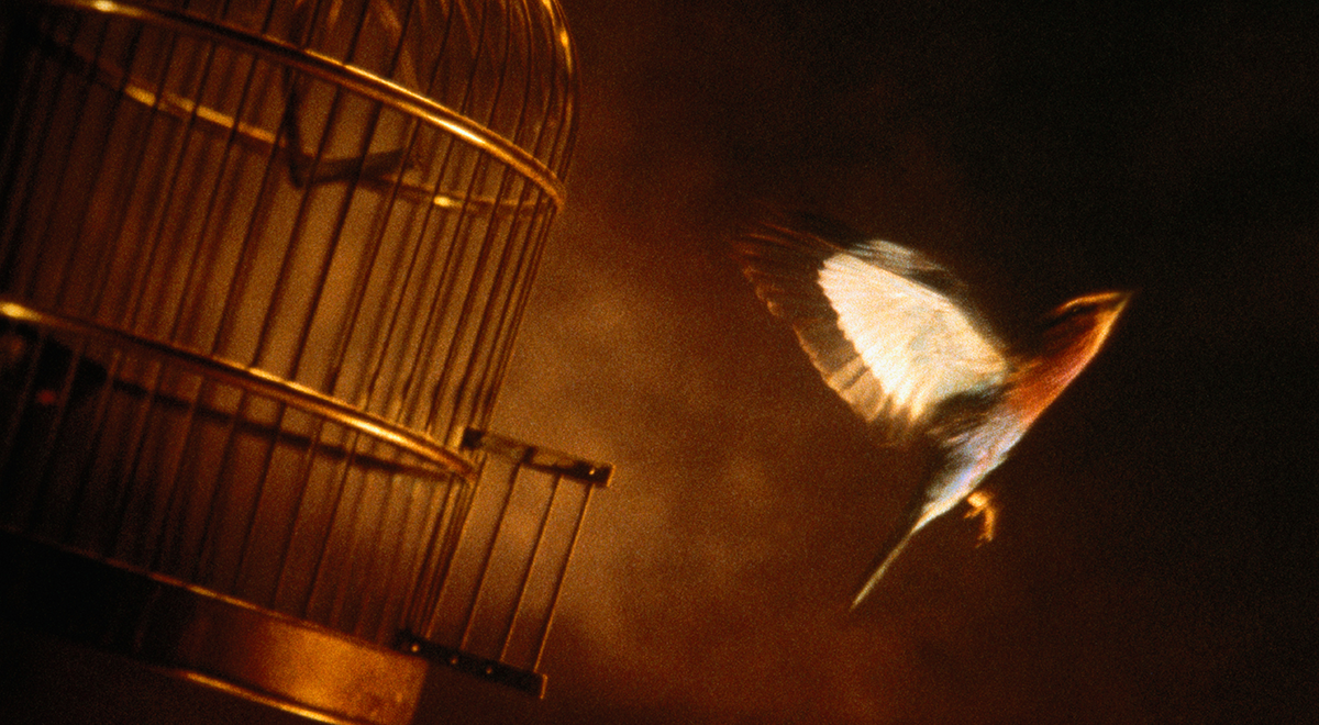 bird cages