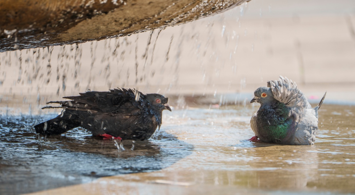 two wet pigeons in fountain, sunny day, clear water