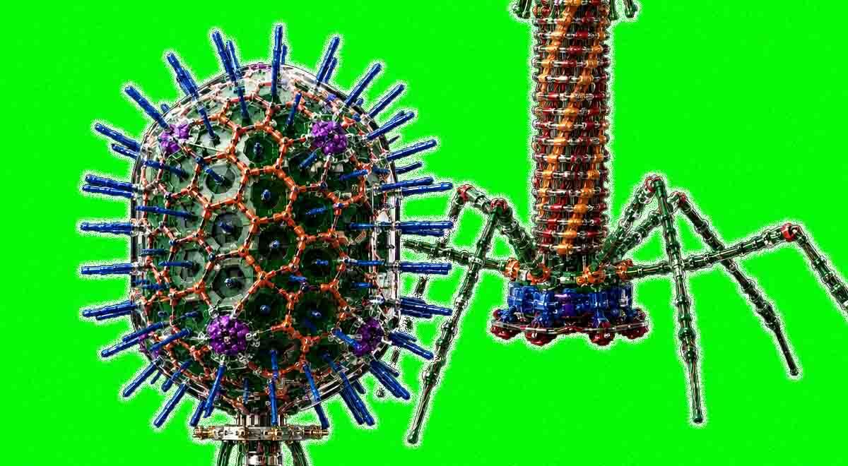 Two parts of bacteriophage, the virus that attacks bacteria