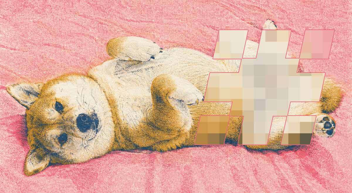 A Shiba Inu dog laying on its back, his private parts censored
