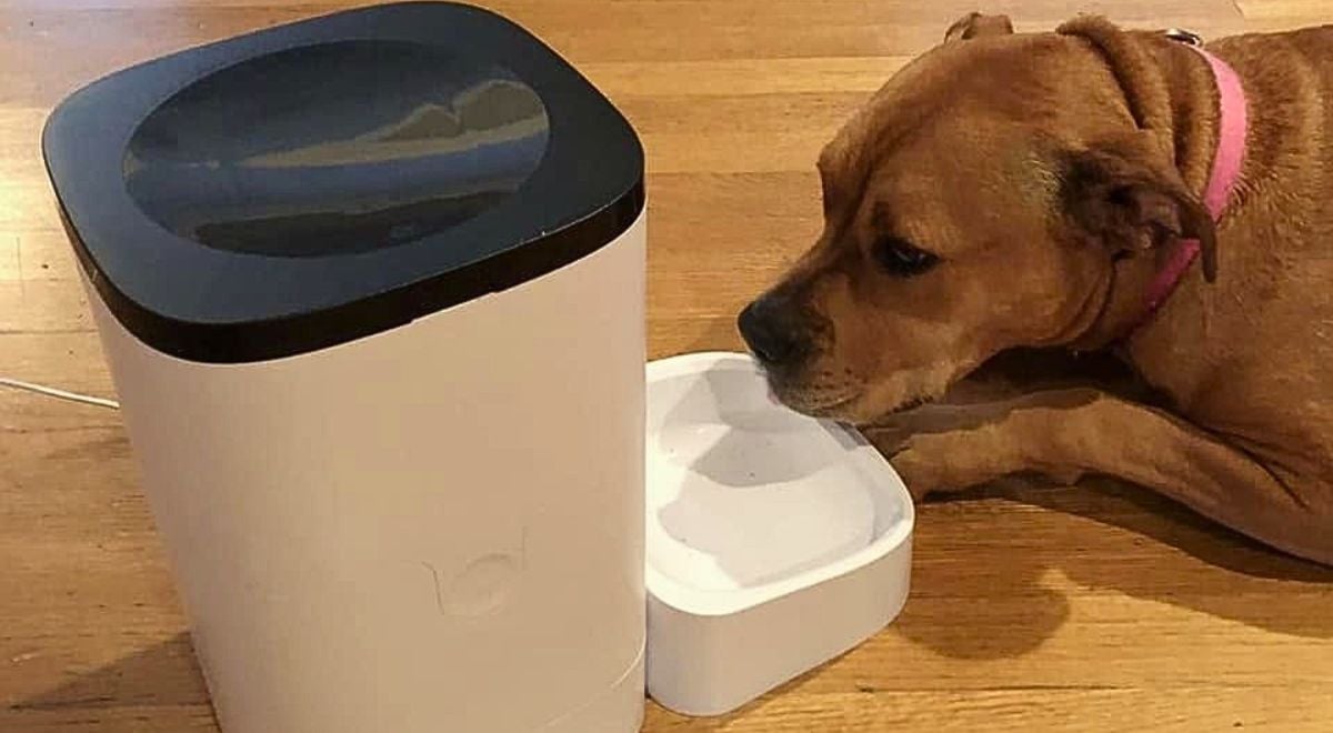 Petlibro smart dog feeder outage