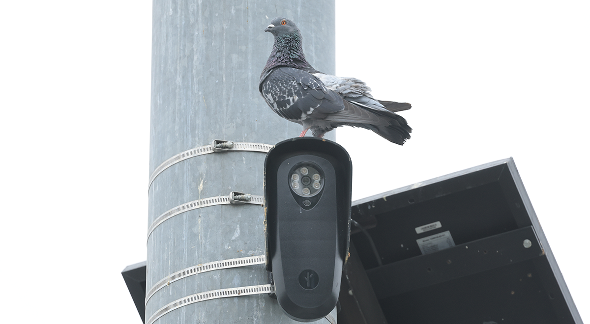 A pigeon perches on a Flock Safety camera, mounted high on traffic signal pole