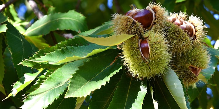 Chestnuts in hedgehogs hang from chestnut branches