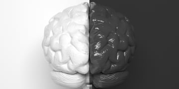 Black and white human brain divided in half into two parts in the middle.