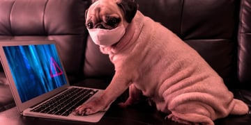 Pug wearing a medical mask and using a laptop