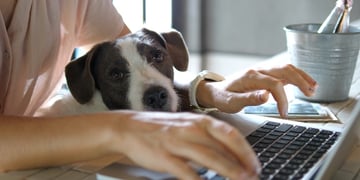 Female Hands Working On Laptop With Cute Dog
