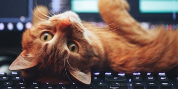 charming kitten