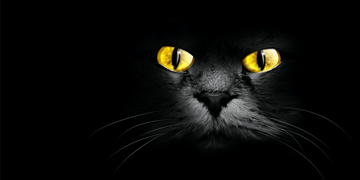 BlackCat. Shutterstock