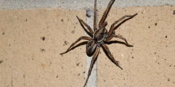 spider
