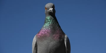 Pigeon / Photo by Paulina Okunyte