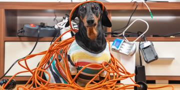 smart home, dog, wires, cables