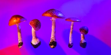 Mushroom Poison