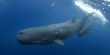 sperm whale