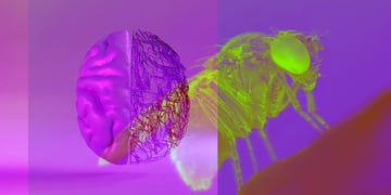 fruit-fly-ai