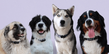 smart dog collar