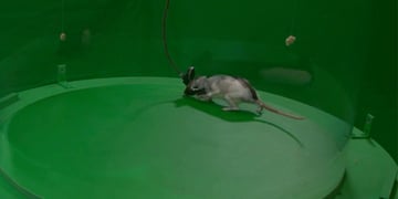 google_rat_0614