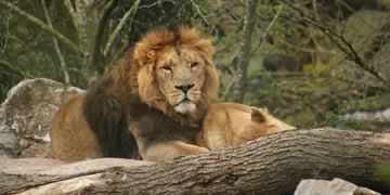 Fota Wildlife Park 2