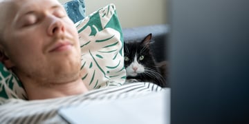 Bald man works from home with a cat