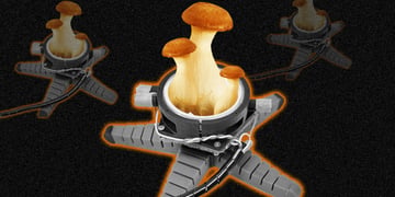 robot mycelia