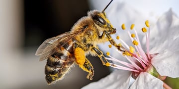 bee_1009