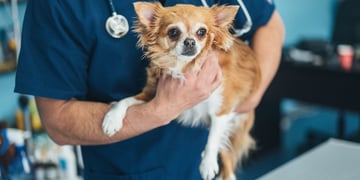 dog_veterinarian_1029