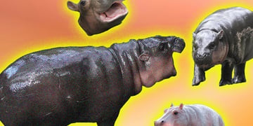 Hippo Moo Deng