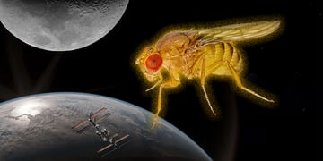 fruit fly in space