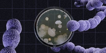 mirror-bacteria