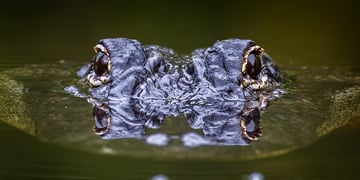 Aligator