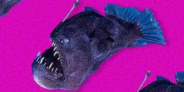 anglerfish