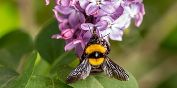 Bumblebee on a flower