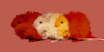 A wooly mouse in evolution