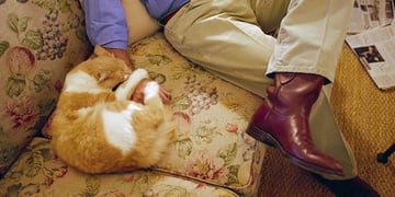 Cat bites George Bush