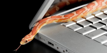 cyber attack snake