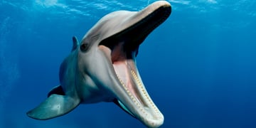 Happy dolphin in the ocean