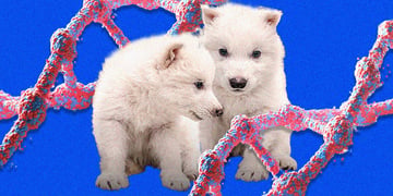 Colossal Biosciences genetically engineered "dire wolves" Remus and Romulus