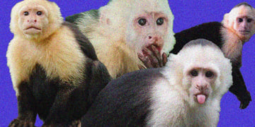 Capuchins going viral.