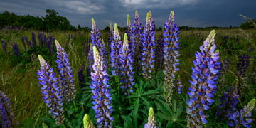 Blue flowers in the field, countryside, rain