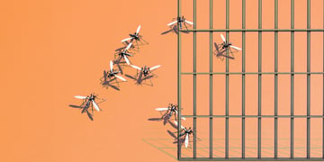 Insect transportation