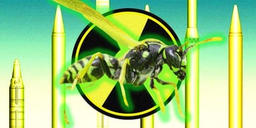 Radioactive wasp; radioactivity; insects